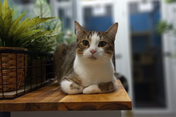 About Kitty Kat Sleepover About Kitty Kat Sleepover