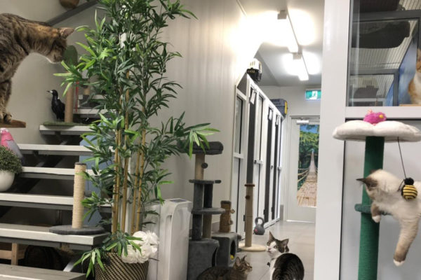 Burleigh Heads Cattery - Kitty Kat Sleepover Burleigh Heads Cattery - Kitty Kat Sleepover