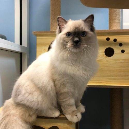 Facility -Burleigh Heads Cattery - Kitty Kat Sleepover