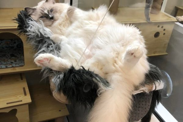 Facility -Burleigh Heads Cattery - Kitty Kat Sleepover Facility -Burleigh Heads Cattery - Kitty Kat Sleepover