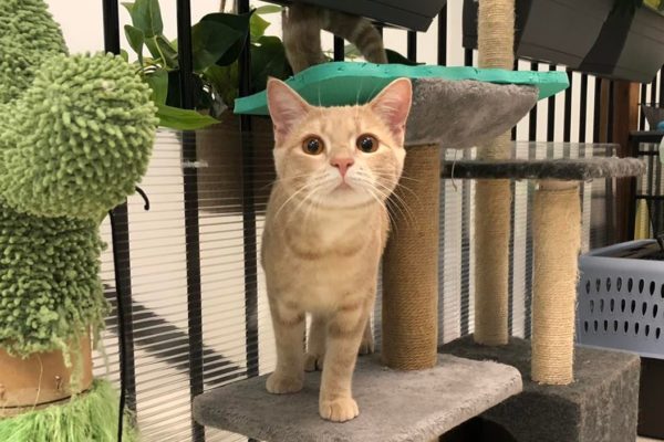 Facility -Burleigh Heads Cattery - Kitty Kat Sleepover Facility -Burleigh Heads Cattery - Kitty Kat Sleepover