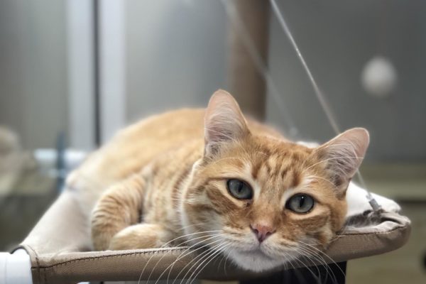 Kitty Kat Sleepover Cattery Kitty Kat Sleepover Cattery