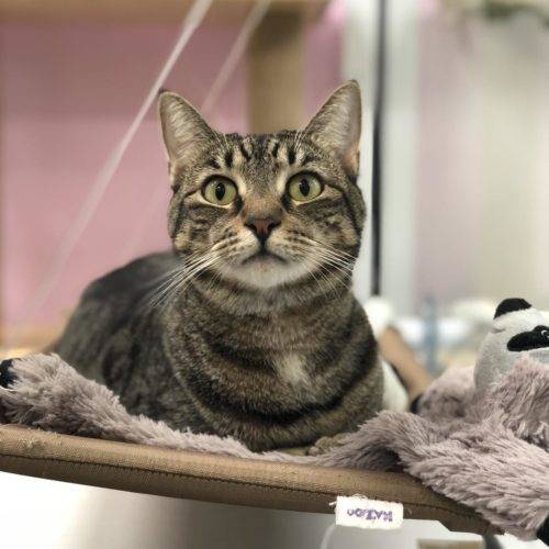 Cattery - Kitty Kat Sleepover