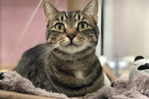 Kitty Kat Sleepover 4 Cattery - Kitty Kat Sleepover