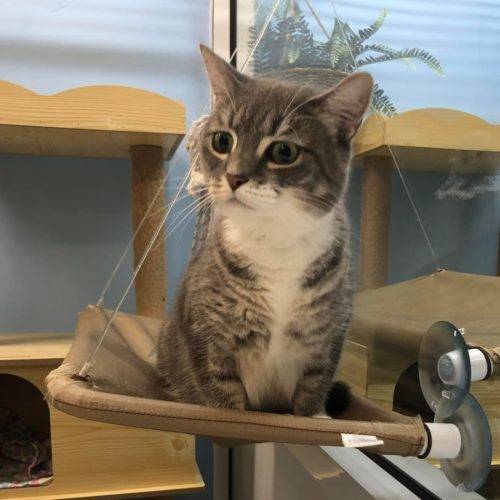 Kitty Kat Sleepover - Cattery