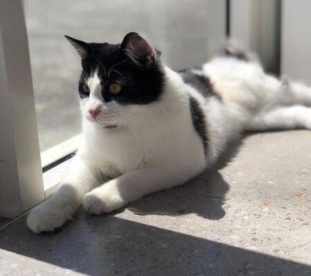 Kitty Kat Sleepover Luca Kitty Kat Sleepover Luca