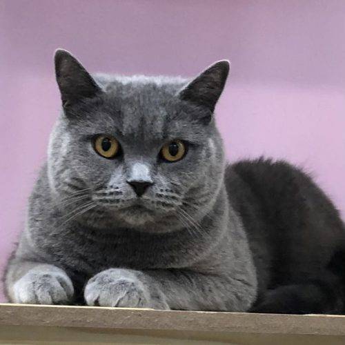 Cattery Professional boarding facilities - Kitty Kat Sleepover