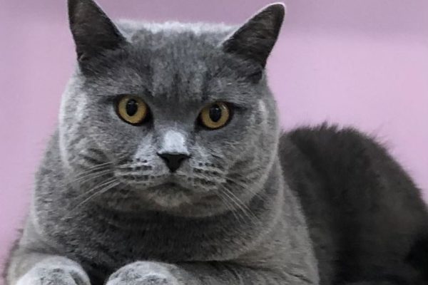 Maru Kitty Kat Sleepover Cattery Professional boarding facilities - Kitty Kat Sleepover