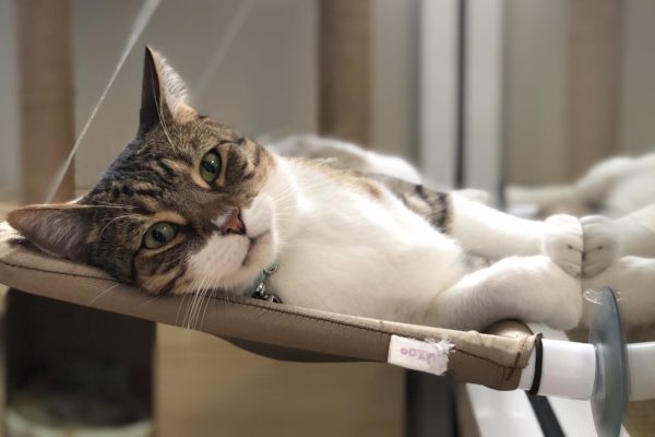 Merlin Kitty Kat Sleepover Burleigh Heads Cattery - Kitty Kat Sleepover