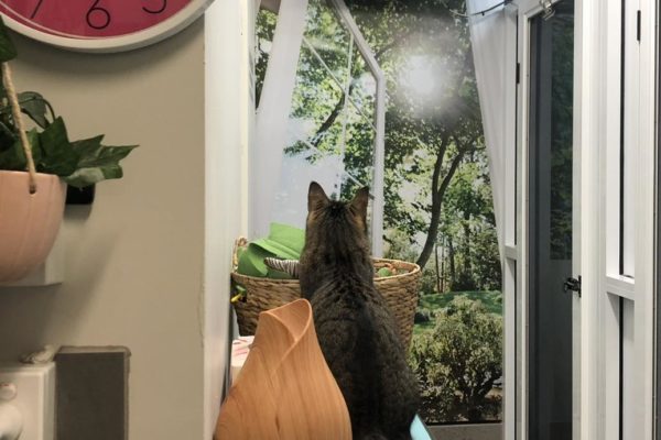 Mitzy enoying TV Kitty Kat Sleepover Professional boarding facilities - Burleigh Heads Cattery - Kitty Kat Sleepover