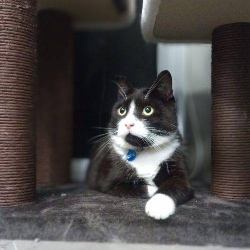 Mr Spratt Kitty Kat Sleepover