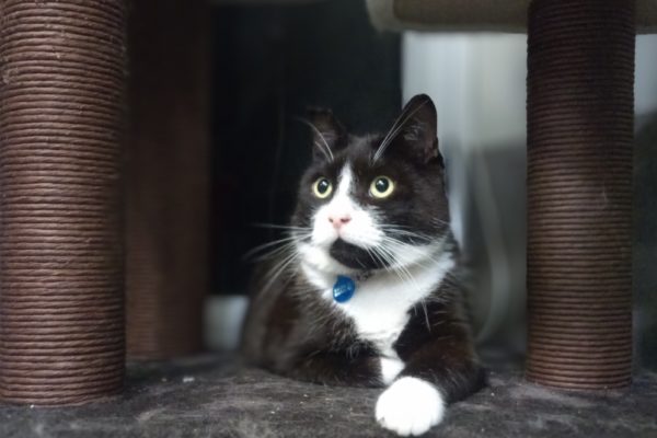 Mr Spratt Kitty Kat Sleepover Mr Spratt Kitty Kat Sleepover