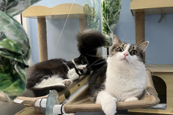 Mr Spratt and Simba Kitty Kat Sleepover Professional boarding facilities - Cattery - Kitty Kat Sleepover