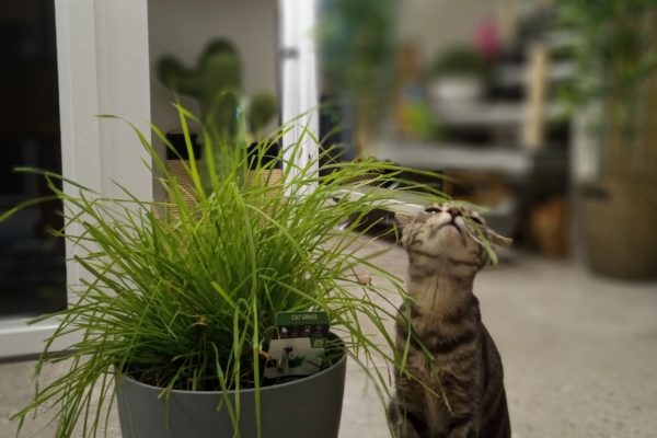 Nala Kitty Kat Sleepover Grass Kitty Kat Sleepover - Burleigh Heads Cattery