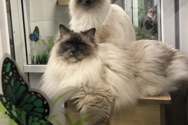 Noah and Jazz Kitty Kat Sleepover Cattery - Kitty Kat Sleepover