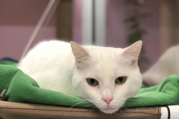 OMG Kitty Kat Sleepover OMG Kitty Kat Sleepover